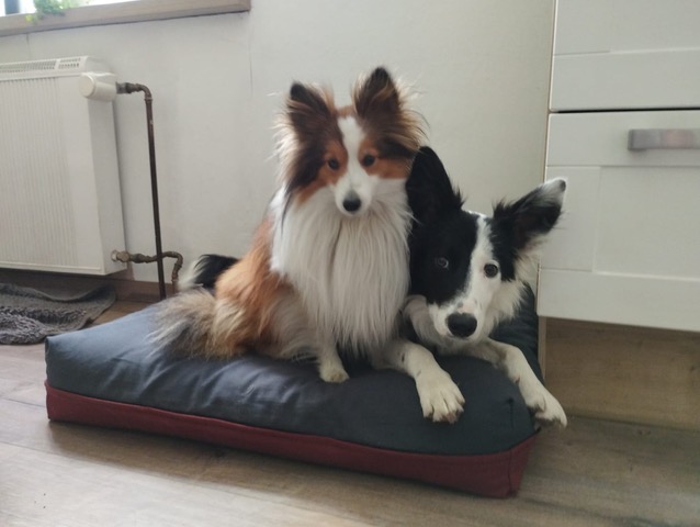 Hundefuton BW8